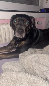 Externe Tiere IMG-20260306-WA0008