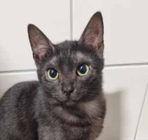 Katzen 20260228_212910__002_