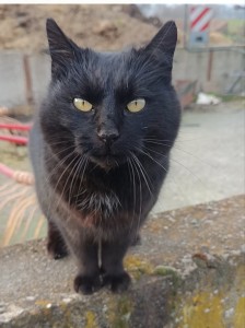 Externe Tiere 1000102155