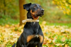 Externe Tiere cb78259e-7e9a-4daa-8461-9ea6abfdf2e9