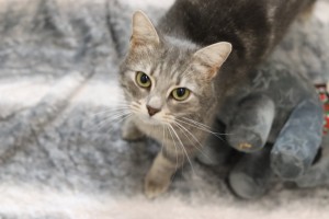 Katzen Dori