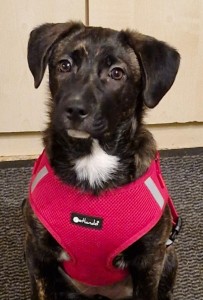 Externe Tiere Paula_01_jung