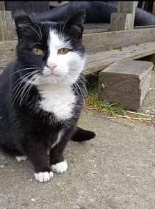 Externe Tiere 1000103804