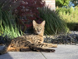 Externe Tiere IMG_9288