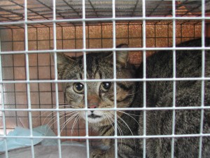 Externe Tiere 1000017115