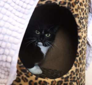 Katzen Naomi__1_