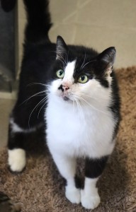 Katzen Feivel1