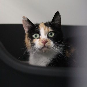 Katzen Trueffel2