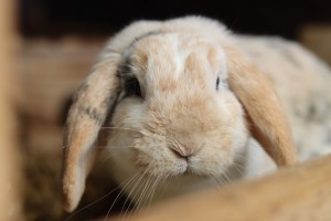 Kleintiere Ruediger__1_