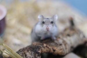 Kleintiere Babyhamster_NEIN__2_