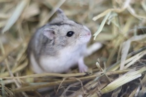 Kleintiere Nika_NEIN__6_