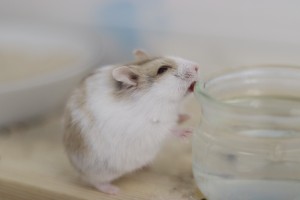 Kleintiere Campell_NEIN__13_