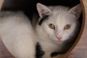 Katzen Berti
