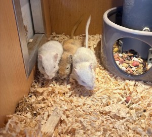 Externe Tiere 1000276383