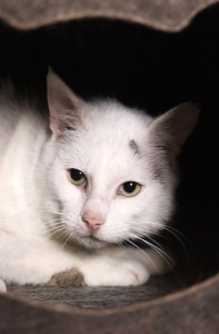 Katzen Ozzy