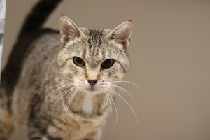 Katzen Lona__3_