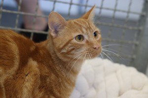Katzen IMG_8093
