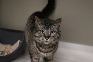 Katzen Mausi__2_