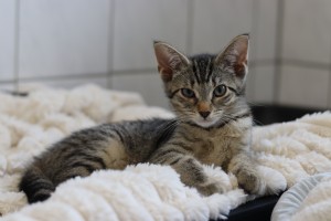 Katzen Layla__1_