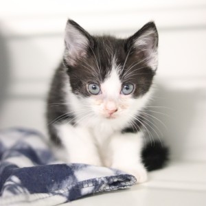 Katzen T-Kitten-2