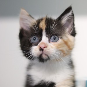 Katzen T-Kitten-1