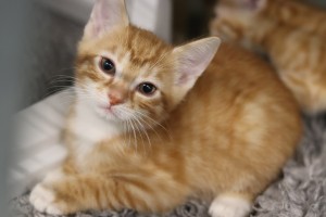 Katzen Kitten_Tinkabell__1_