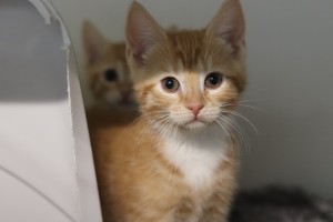 Katzen Kitten_Tinkabell__2_