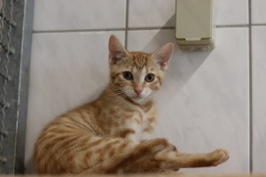 Katzen Trude