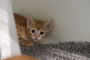 Katzen Kitten_Tinkabell__3_