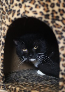 Katzen Rabauke2