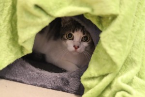 Katzen Alica__4_