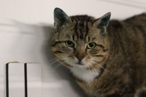 Katzen Bommel