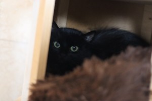 Katzen Hexe__2_