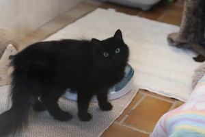 Katzen Hexe__3_