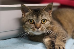 Katzen Shirin
