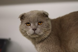 Katzen Tommy__1_