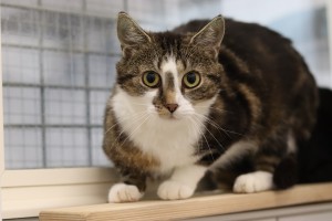 Katzen Zw_5