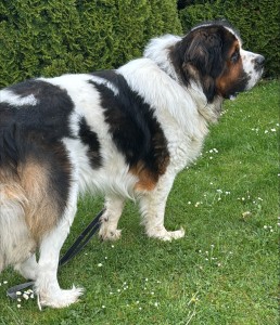 Externe Tiere Eddi_1