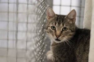 Katzen Monica__1_