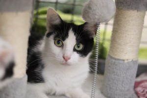 Katzen IMG_9414