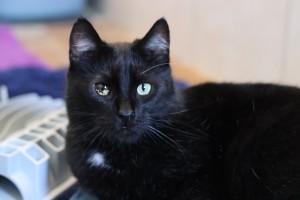 Katzen IMG_8085