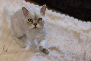 Katzen Puschel__11_