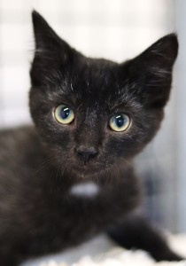 Katzen Sterrnchen