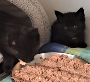 Aktuelle Fundtiere Zorro_und_Sternchen