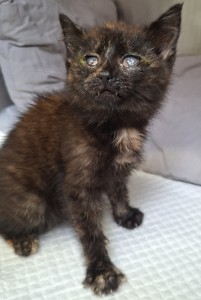 Aktuelle Fundtiere Ophelia