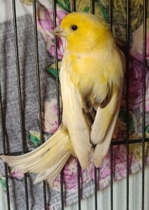 Aktuelle Fundtiere Flurin