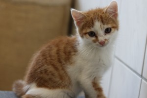 Katzen ares__1_