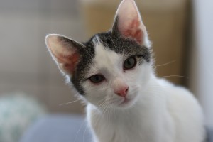 Katzen Fi