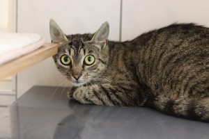 Katzen Ulalla