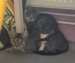 Aktuelle Fundtiere skex